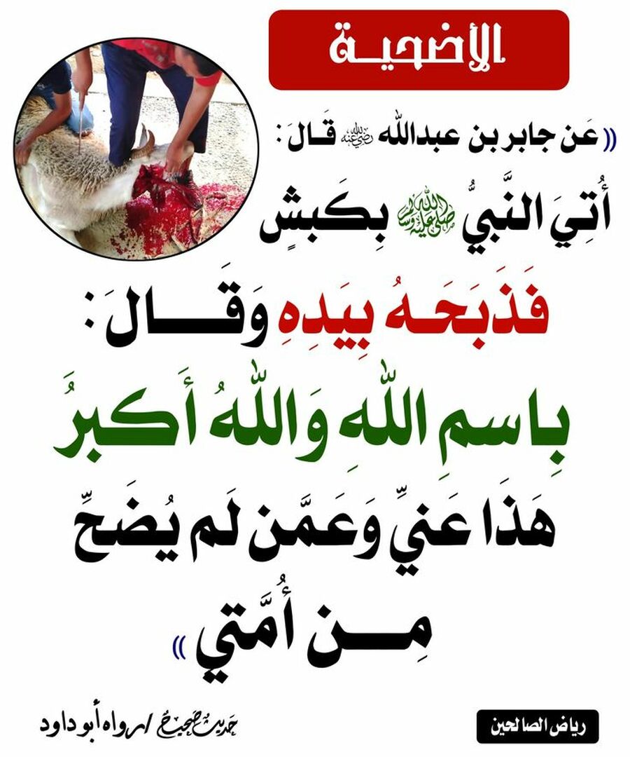 أضحية