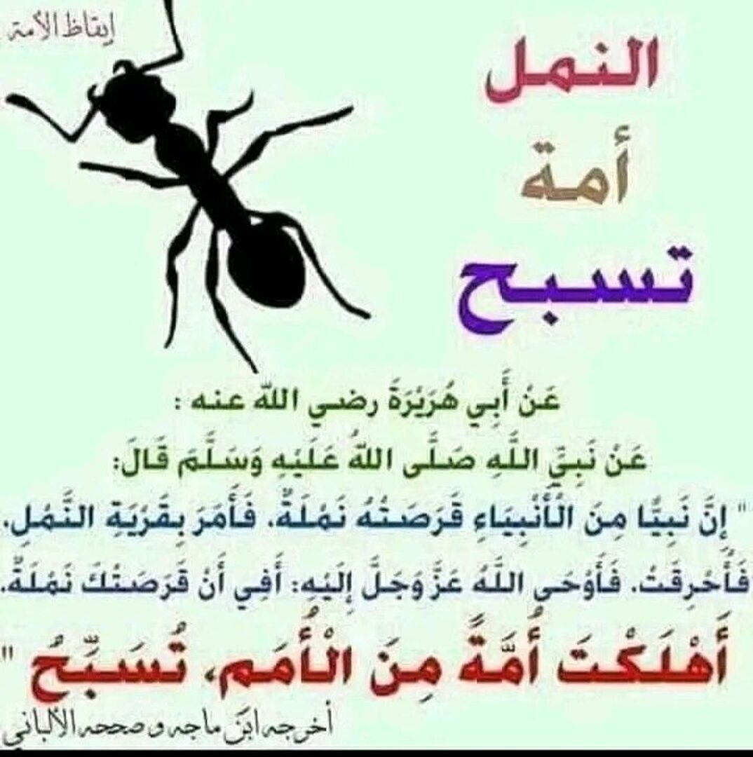 احاديث
