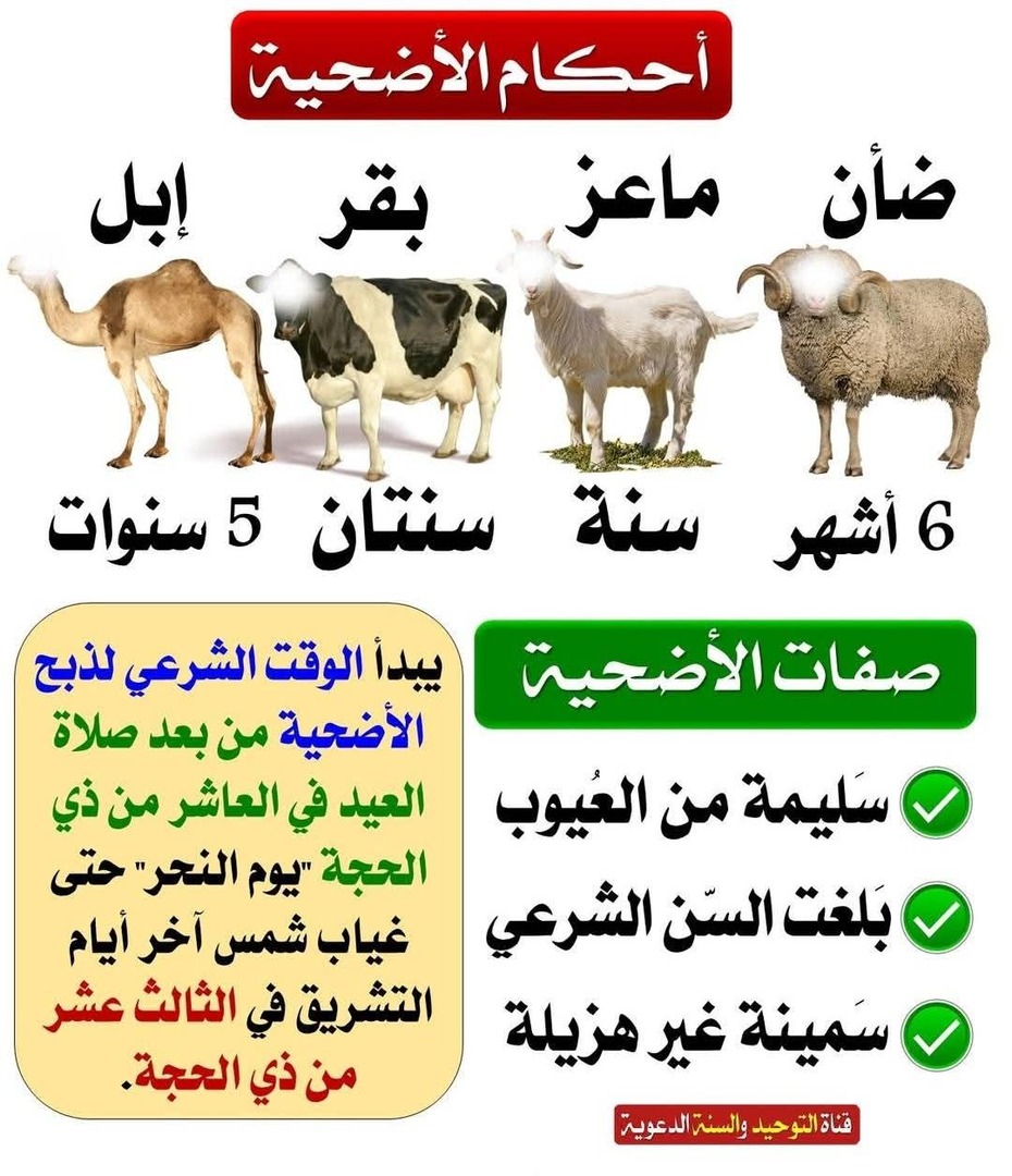 صفات الاضحية