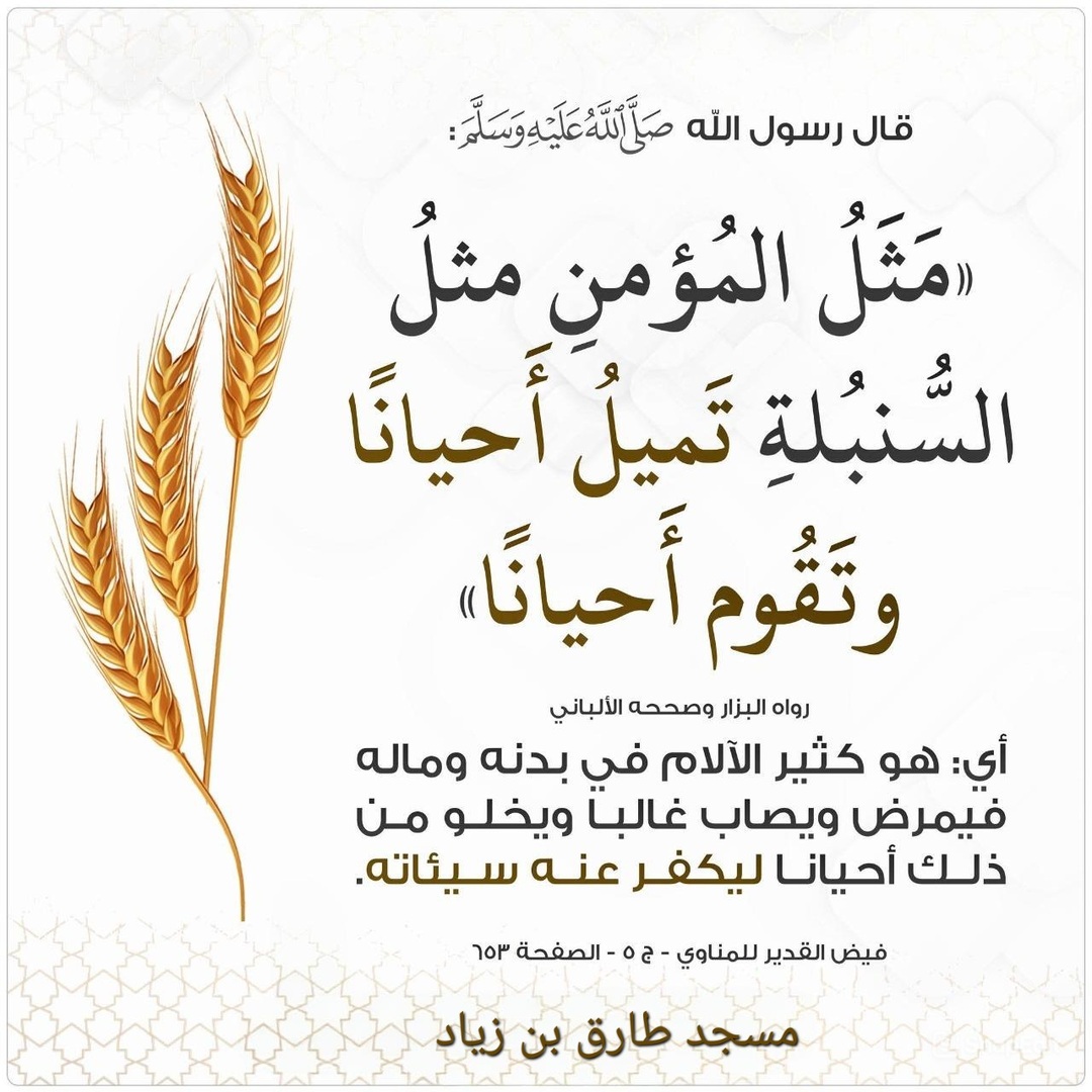 مثل المؤمن مثل السنبلة