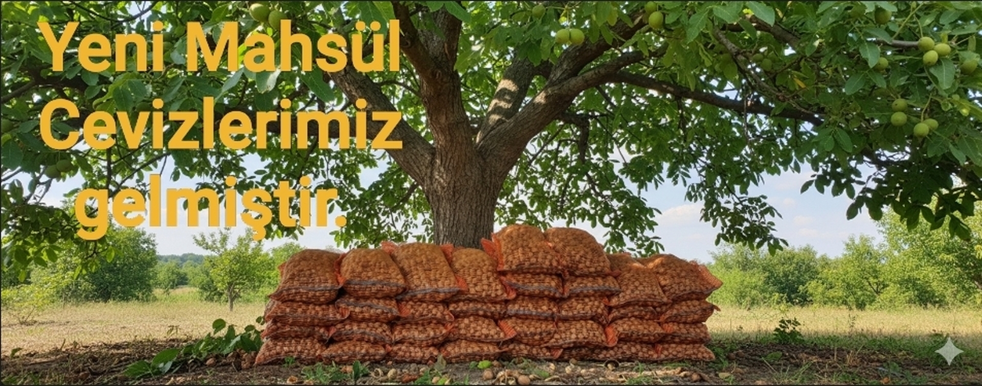 CEVIZ WAHLNÜSSE