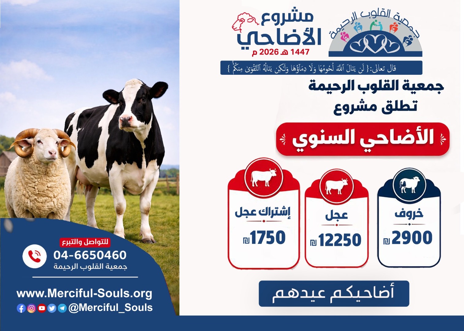 اضاحي