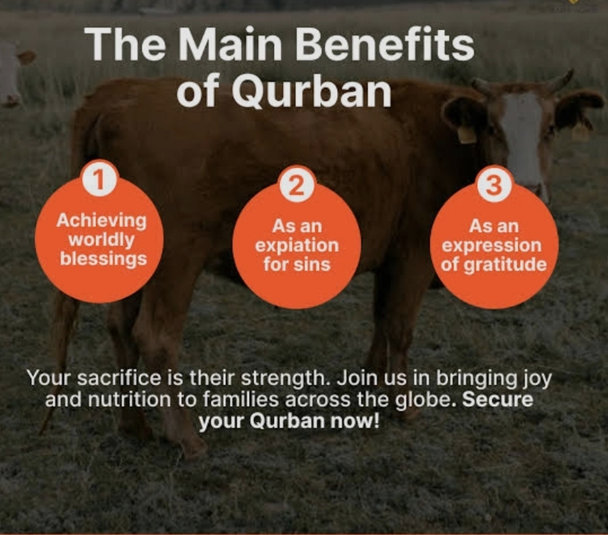 Qurbani project
