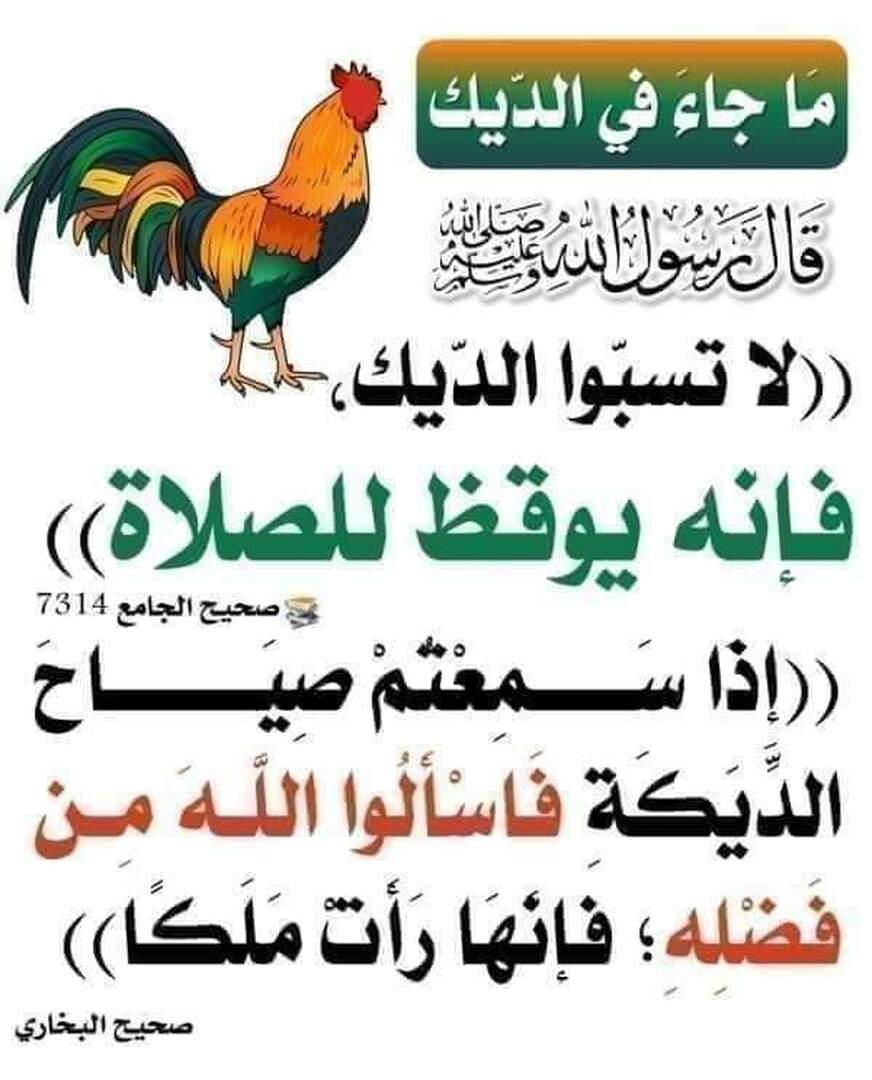 الديك