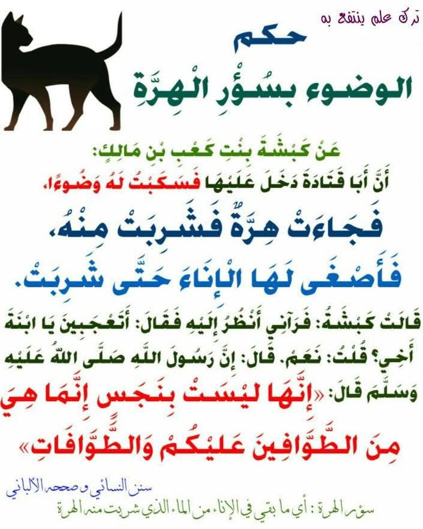 طهارة القطة