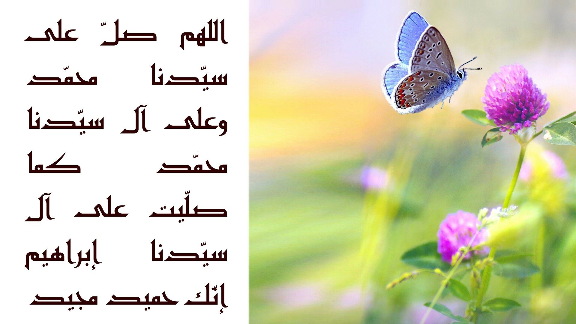 اللهم صل على سيدنا محمد